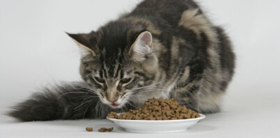 Ønsker du å ta vare på katten din? Da bør du lese dette.